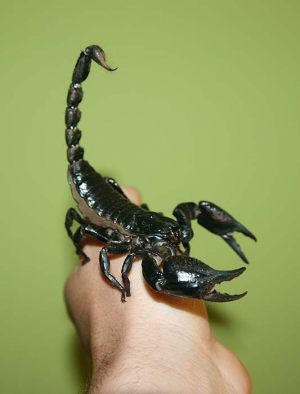 skorp3