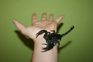 skorp4